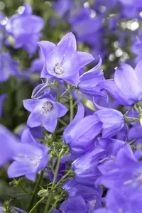 Campanula 'Dome Blue' - 1.5 Ltr pot - image 3