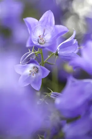 Campanula 'Dome Blue' - 1.5 Ltr pot - image 4