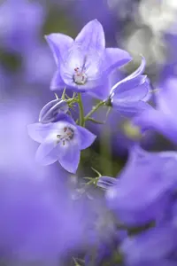 Campanula 'Dome Blue' - 1.5 Ltr pot - image 4