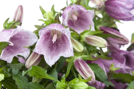 Campanula 'Dome Blue' - 1.5 Ltr pot - image 2