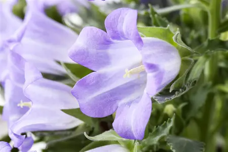 Campanula 'Dome Blue' - 1.5 Ltr pot - image 5
