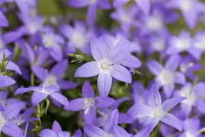 Campanula garganica