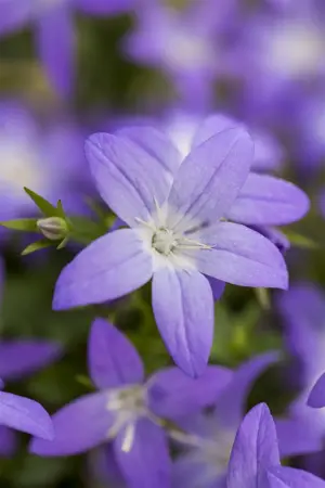 Campanula garganica 'Erinus Major' - P11 - image 2