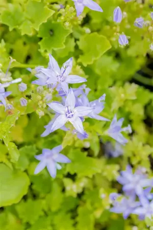 Campanula garganica 'Erinus Major' - P11 - image 4