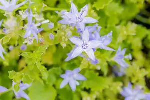 Campanula garganica 'Erinus Major' - P11 - image 3