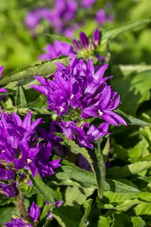 Campanula glom. 'Genti Blue' - 2 Ltr pot - image 2