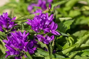 Campanula glom. 'Genti Blue'