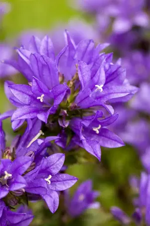 Campanula glomerata - P11 - image 1