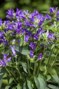 Campanula glomerata 'Acaulis' - P9 - image 2