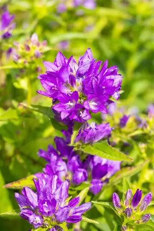 Campanula glomerata 'Acaulis' - P9 - image 4
