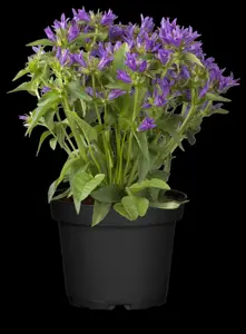 Campanula glomerata 'Acaulis'
