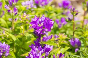 Campanula glomerata 'Acaulis' - P9 - image 3