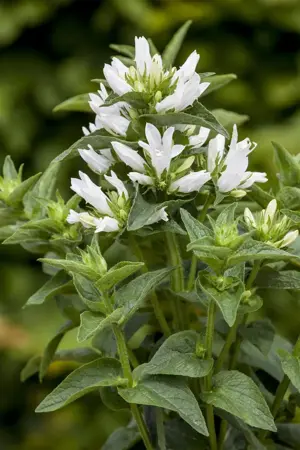Campanula glomerata 'Alba' - P9 - image 2