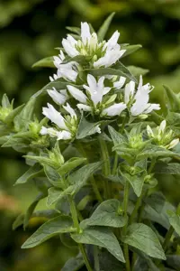 Campanula glomerata 'Alba' - P9 - image 2