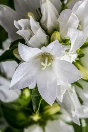Campanula glomerata 'Alba' - P9 - image 4