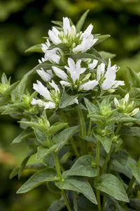 Campanula glomerata 'Alba' - P11 - image 2