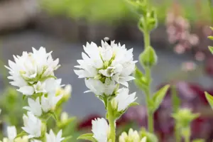 Campanula glomerata 'Alba' - P9 - image 5