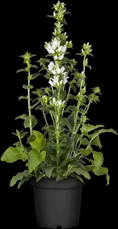 Campanula glomerata 'Alba' - P9 - image 3