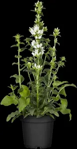 Campanula glomerata 'Alba' - P9 - image 3