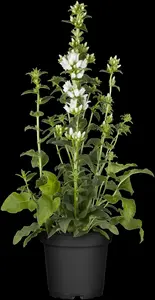 Campanula glomerata 'Alba' - P11 - image 3