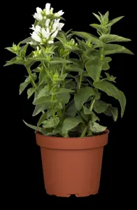 Campanula glomerata 'Alba'