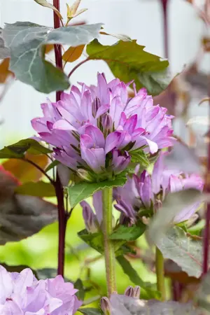 Campanula glomerata 'Caroline' - 2 Ltr pot - image 3