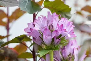 Campanula glomerata 'Caroline' - 2 Ltr pot - image 2