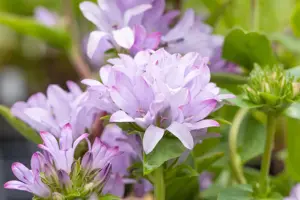 Campanula glomerata 'Caroline' - 2 Ltr pot - image 5