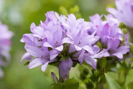 Campanula glomerata 'Caroline' - P9 - image 4