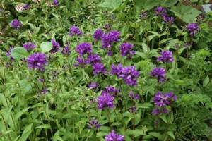 Campanula glomerata 'Superba'