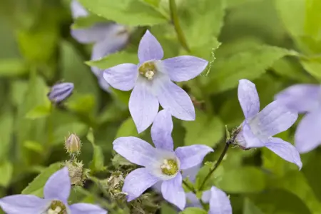 Campanula lact. 'Prichard's Var.' - P11