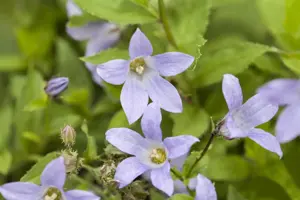 Campanula lactiflora