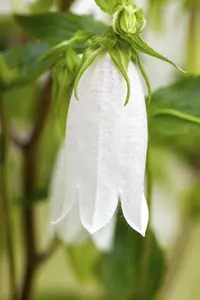 Campanula latifolia 'Alba'