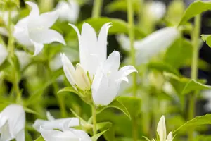 Campanula latifolia 'Alba' - P9 - image 2