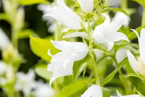 Campanula latifolia 'Alba' - P9 - image 3