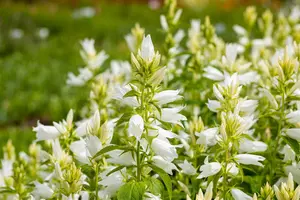 Campanula latifolia 'Alba' - P9 - image 4