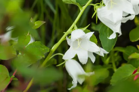 Campanula latifolia 'Alba' - P9 - image 5