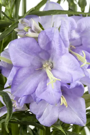 Campanula pers. 'Coerulea' - P9