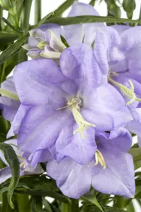 Campanula pers. 'Coerulea'