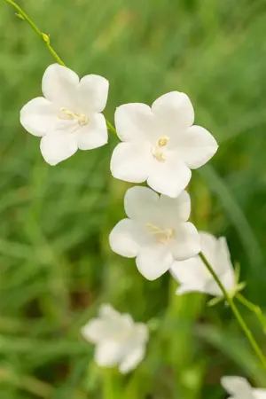 Campanula pers. 'Grandiflora Alba' - P9 - image 2