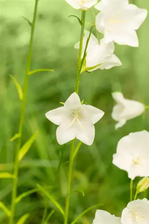 Campanula pers. 'Grandiflora Alba' - P9 - image 4