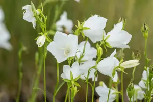 Campanula pers. 'Grandiflora Alba'