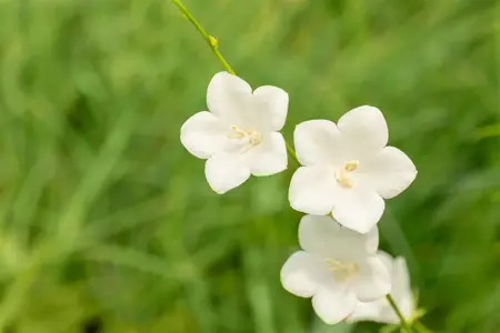 Campanula pers. 'Grandiflora Alba' - P9 - image 3
