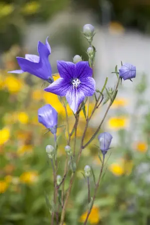 Campanula persicifolia - P9 - image 3