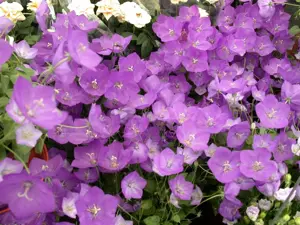 Campanula persicifolia - P9 - image 4