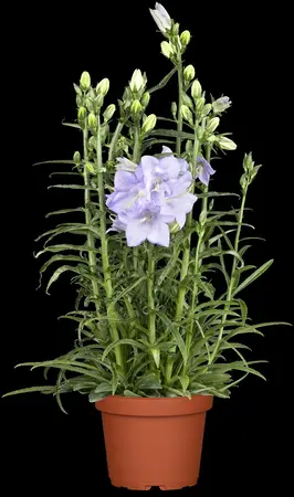 Campanula persicifolia - P11 - image 1
