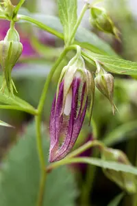 Campanula 'Pink Octopus' ? - P11