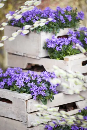 Campanula port. 'Catharina' - 2 Ltr pot