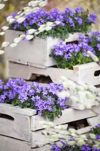 Campanula port. 'Catharina' - 1.5 Ltr pot