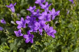 Campanula port. 'Clockwise Deep Blue'